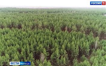 Посещение лесов с 10 июня временно ограничили для жителей Липецкой области