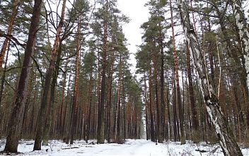 Небольшой снег и до 15 градусов мороза ожидают в Липецкой области 23 декабря